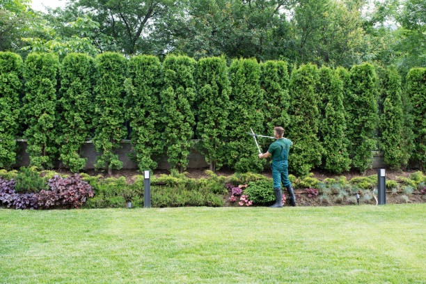 Best Lawn Irrigation Installation and Maintenance  in Johnson City, KS